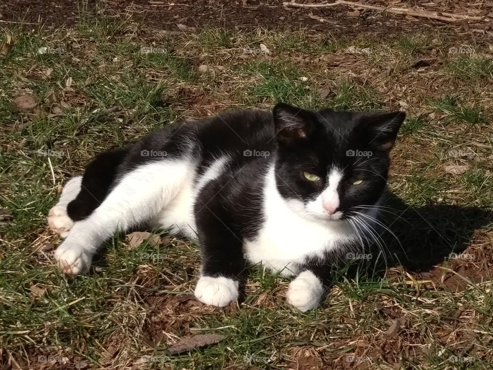 black and white cat