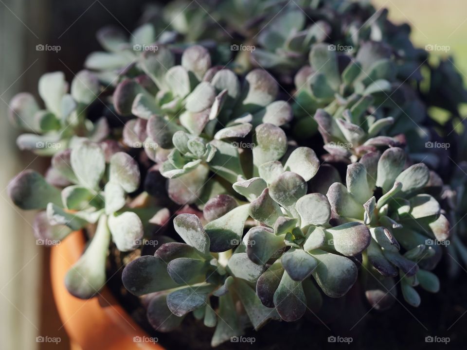 Close up of succulent plant