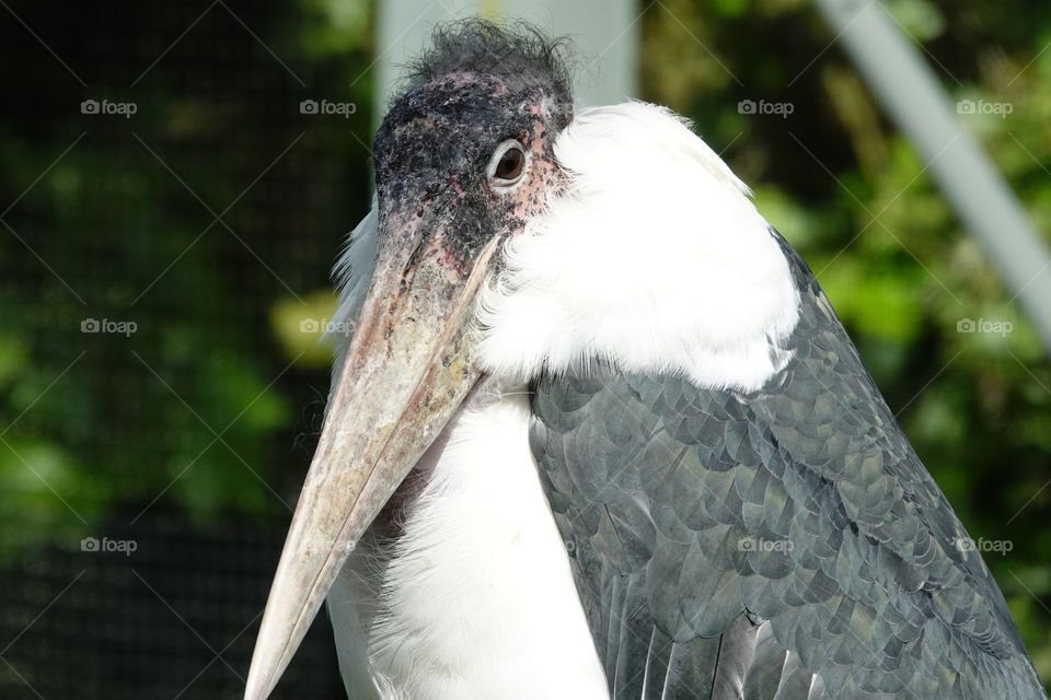 A marabou stork at the zoo in Antwerp, Belgium.
