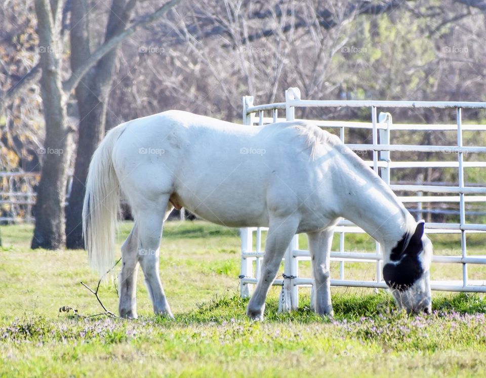 Grazing white horse in field