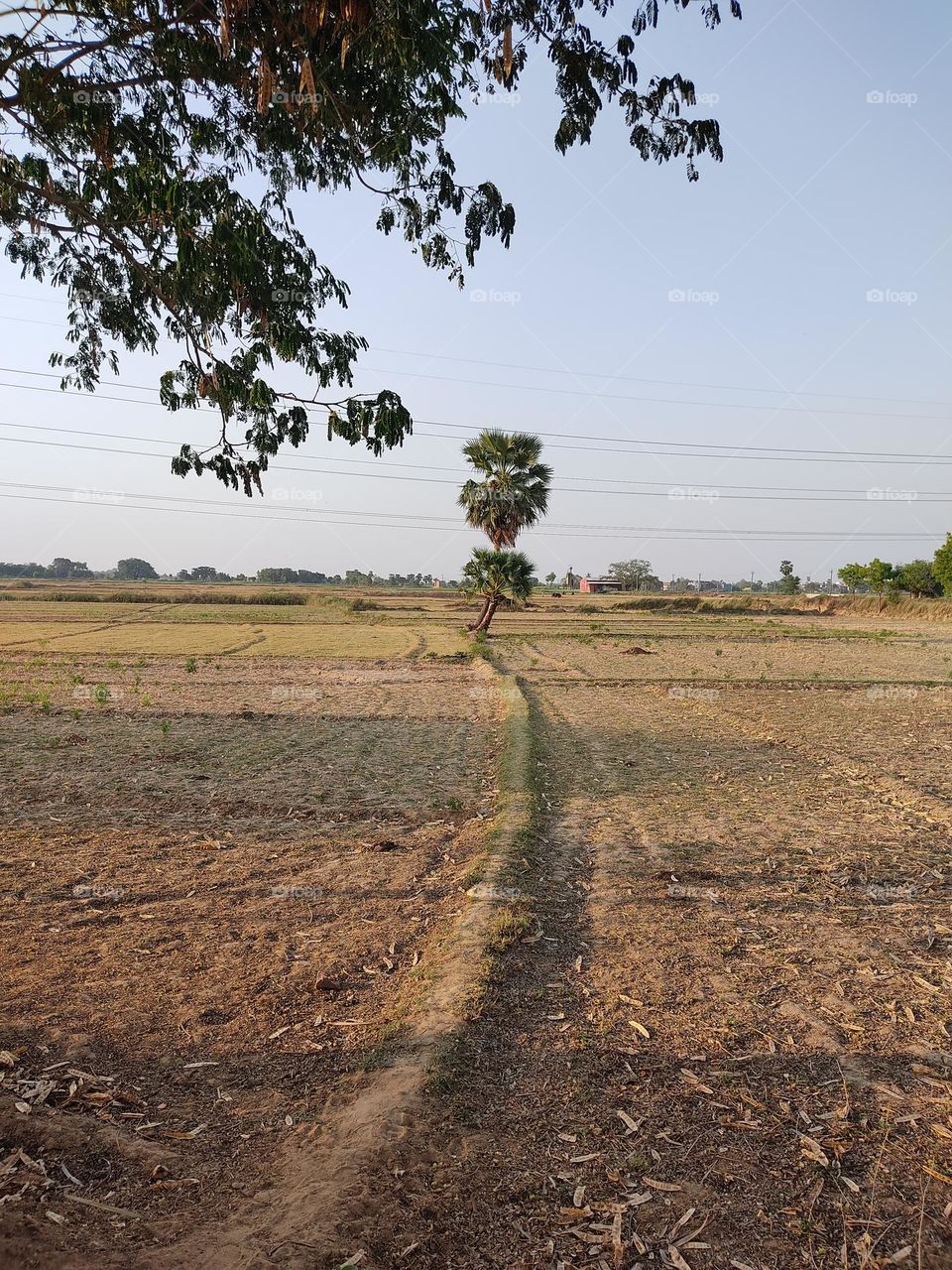 Palm tree in the middle of farming land.