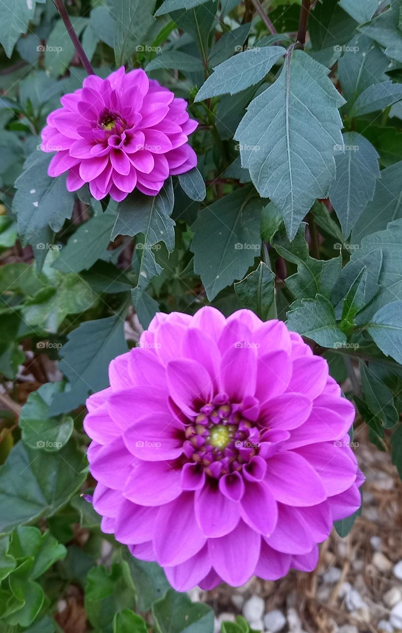 Flores Rosa en el jardín