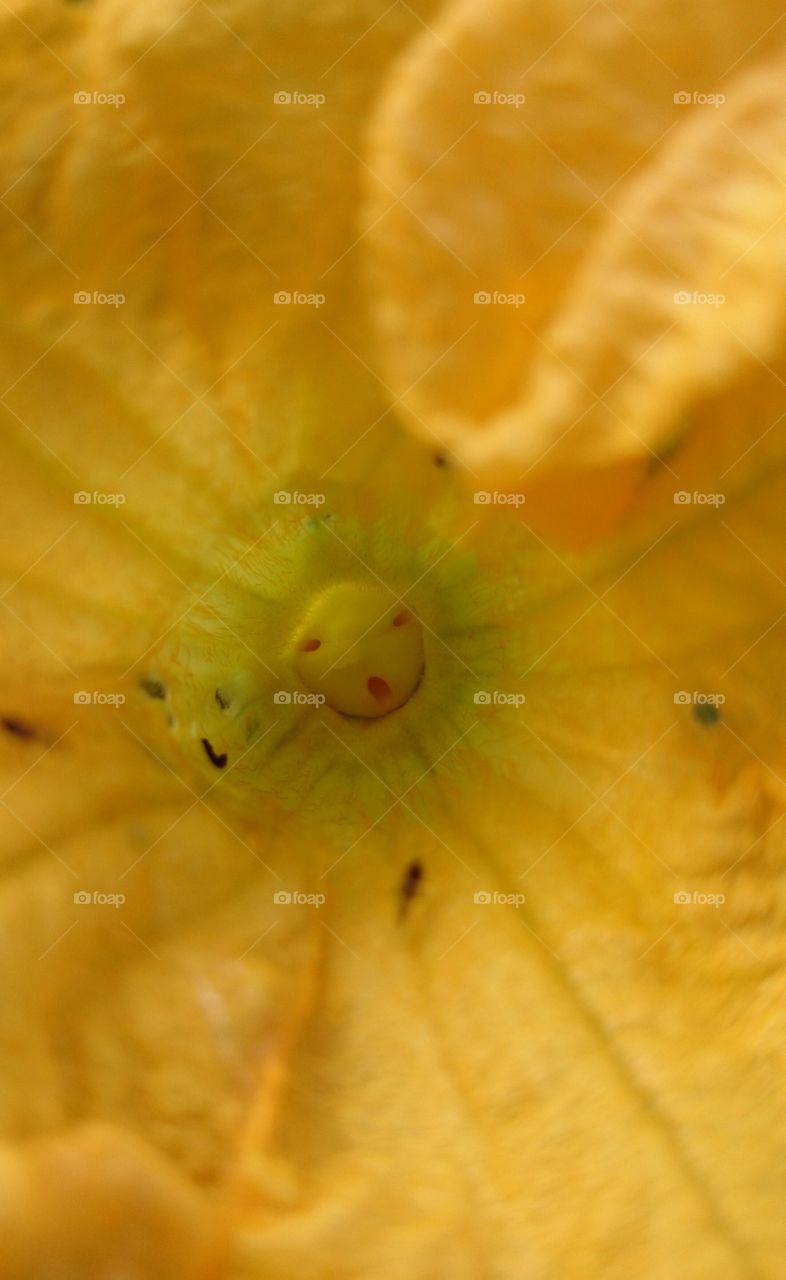 yellow . funny face in flower 