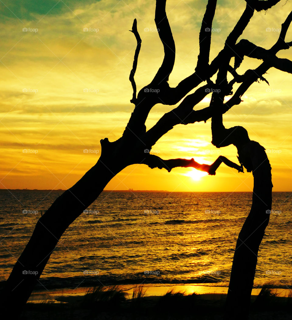 Silhouette of bare tree at beach during sunset