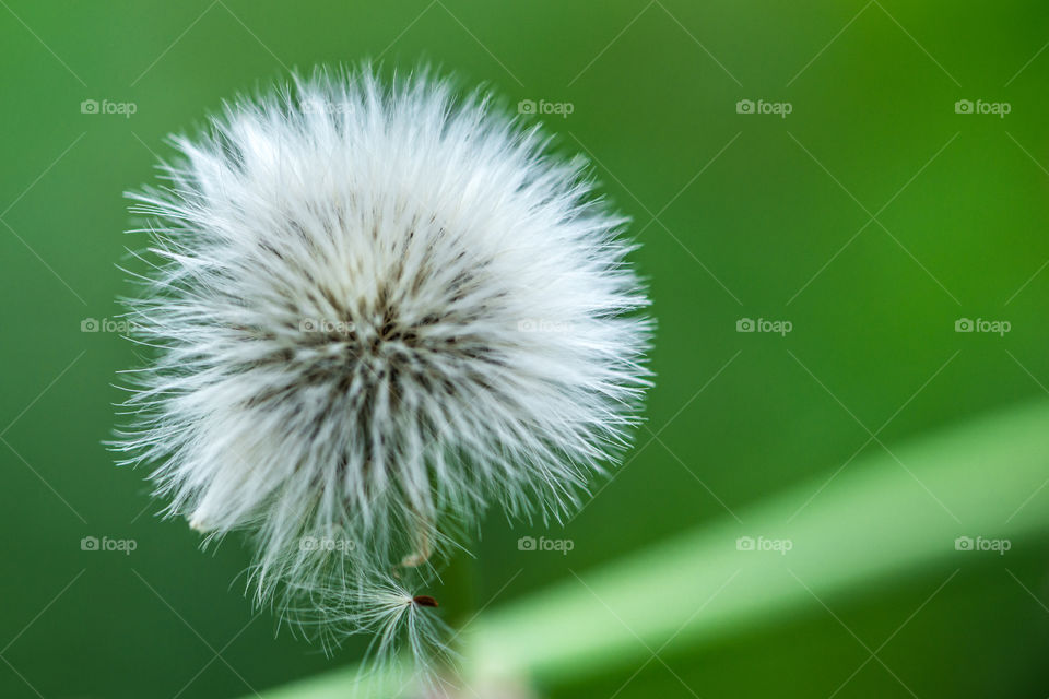 Dandelion