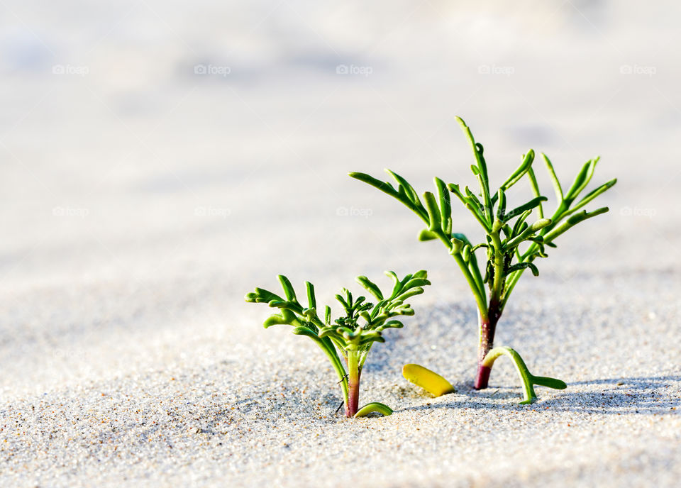 salt sandspurry in the sand on the seashore