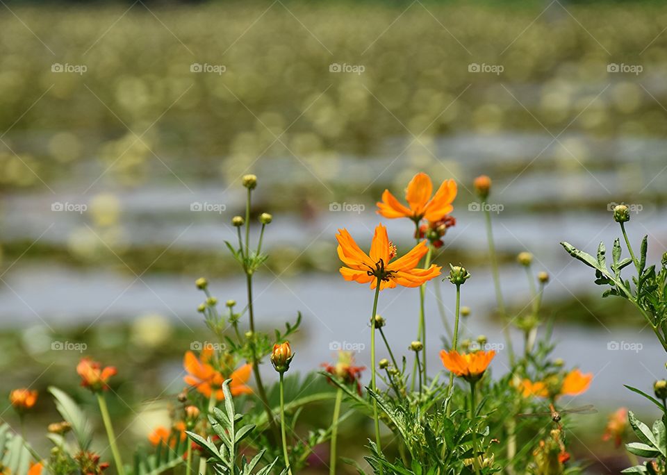 yellowcosmos. yellowcosmos