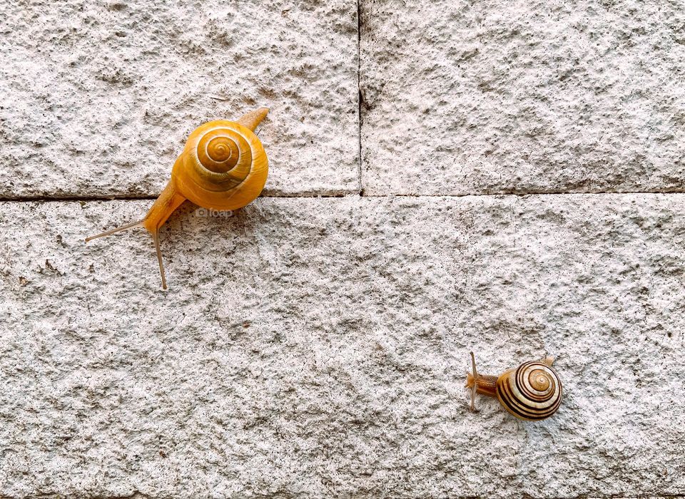 2 snails