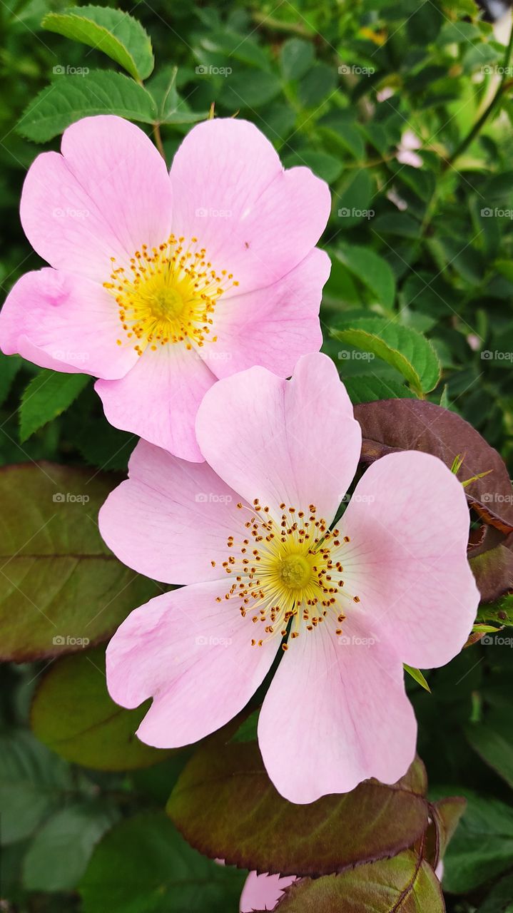 beautiful pink in the nature ❤️