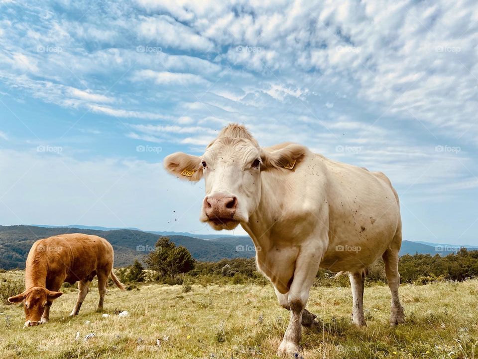 Cow grazing in the green farm, meadow, field against blue sky in summer