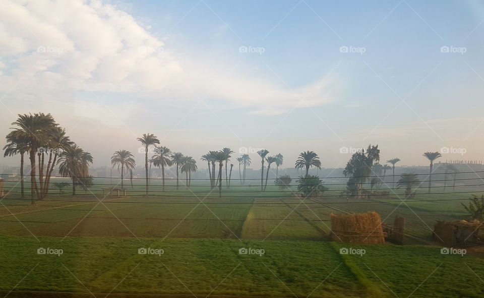 Nature - Egypt - Rural Areas - Farms - Trees - Green - Blue sky - Village - Dawn - Sunrise - Sunset - Slum - Beautiful - Field