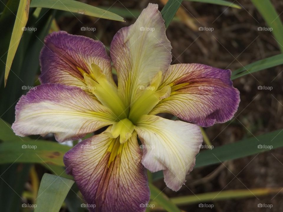 Iris