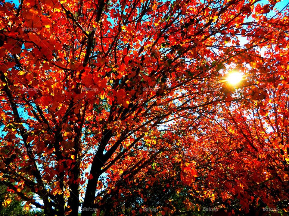 View of autumn trees with sunlight