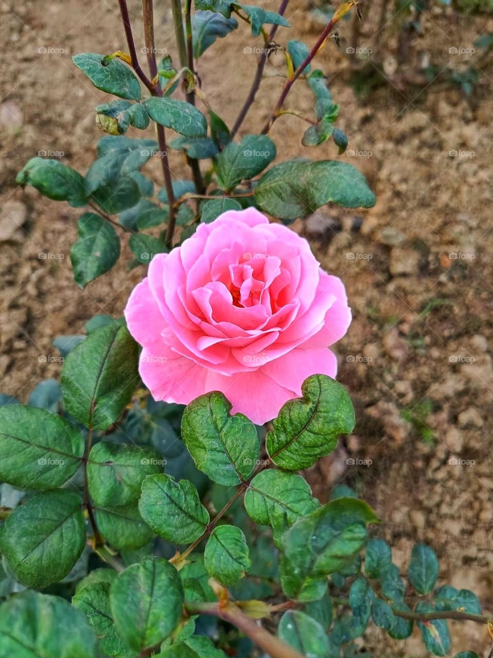 I see the pink flower on the end of a pole .
It looks lovely and vibrant against the backdrop.That pink flower on the stem with green leaves is so pretty! It's like nature's own little masterpiece.