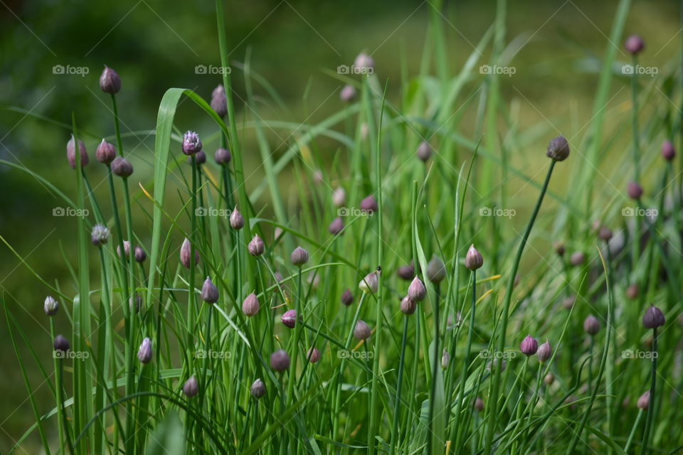 Grass, Nature, Field, Flora, Hayfield