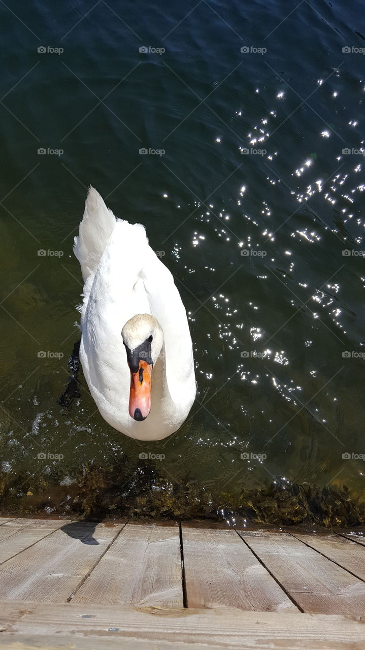Water, Bird, Swan, Lake, Nature
