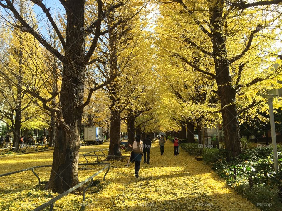 Japan autumn