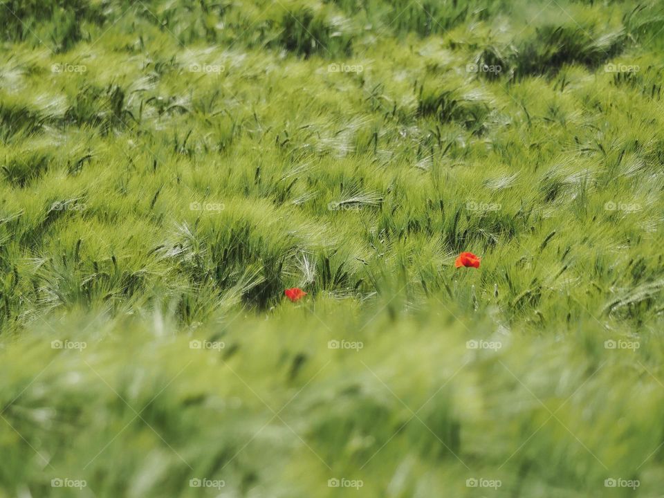 Two poppy flowers in cornfield