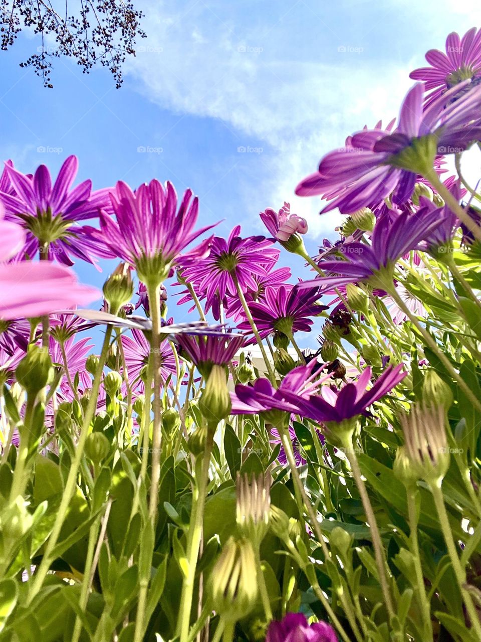 Close up shot of group of Osteospermum flowers 