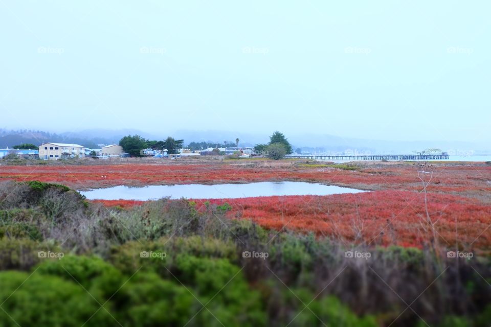 Coastal town, ocean, buildings hills, vegetation