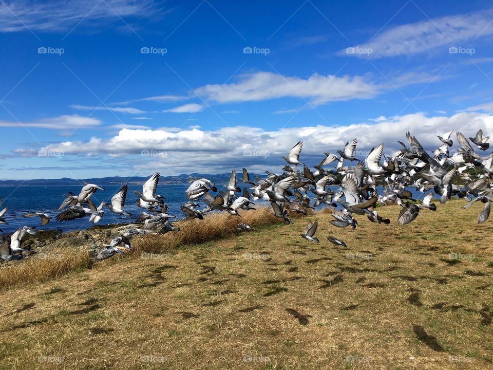 Flock of birds on Clover Point 