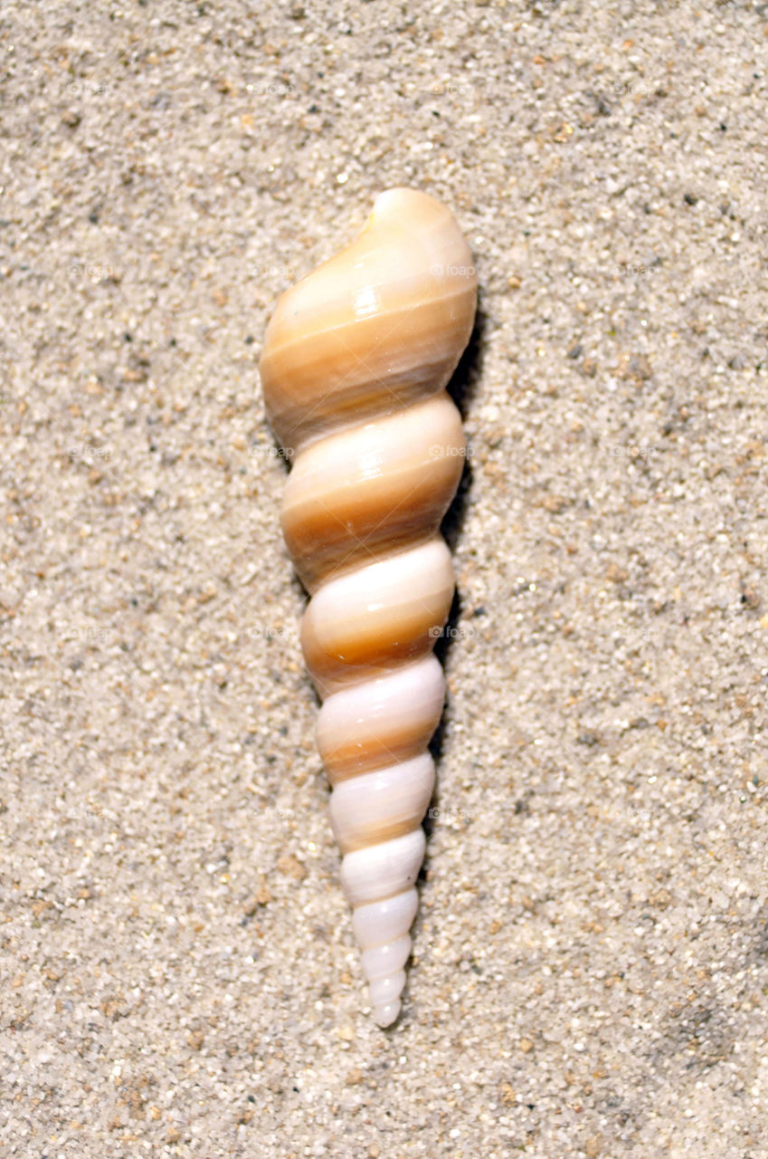 Close-up detail of a seashell on the sand. 