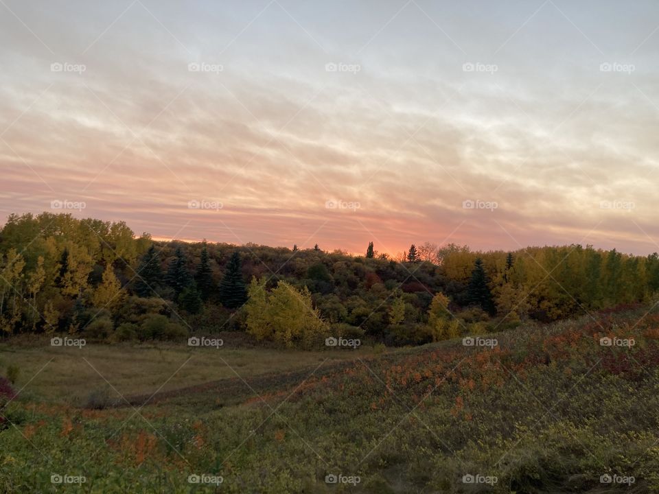 Sunset trees 