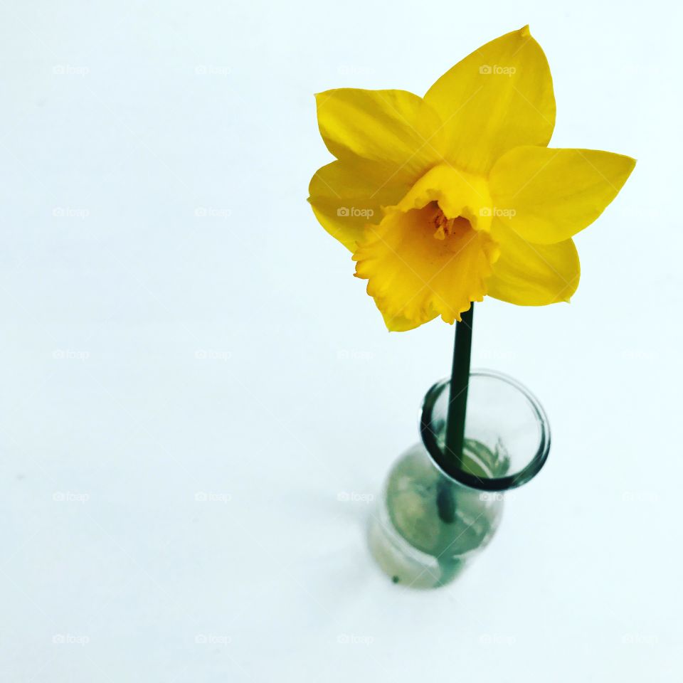 Daffodil