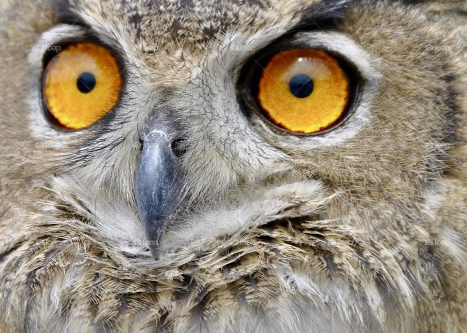 Owl eyes