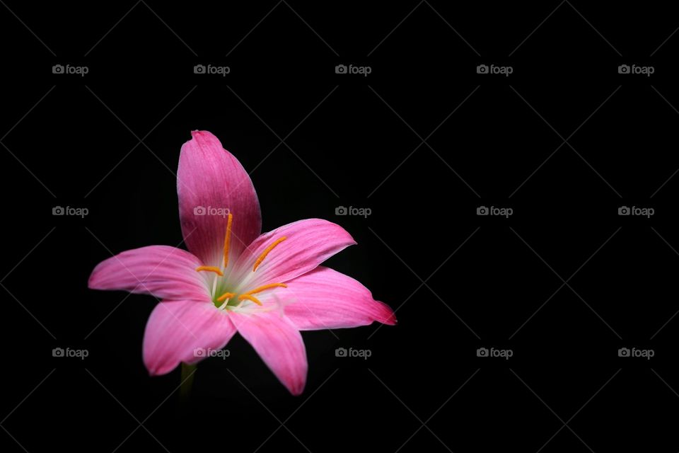 Pink rain lily flower with black background.