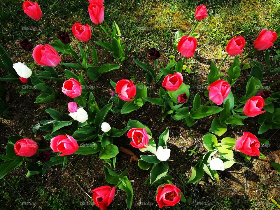 Tulips