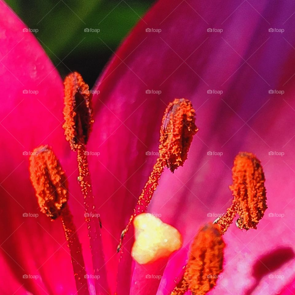 Macro shot of a red Easter Lily