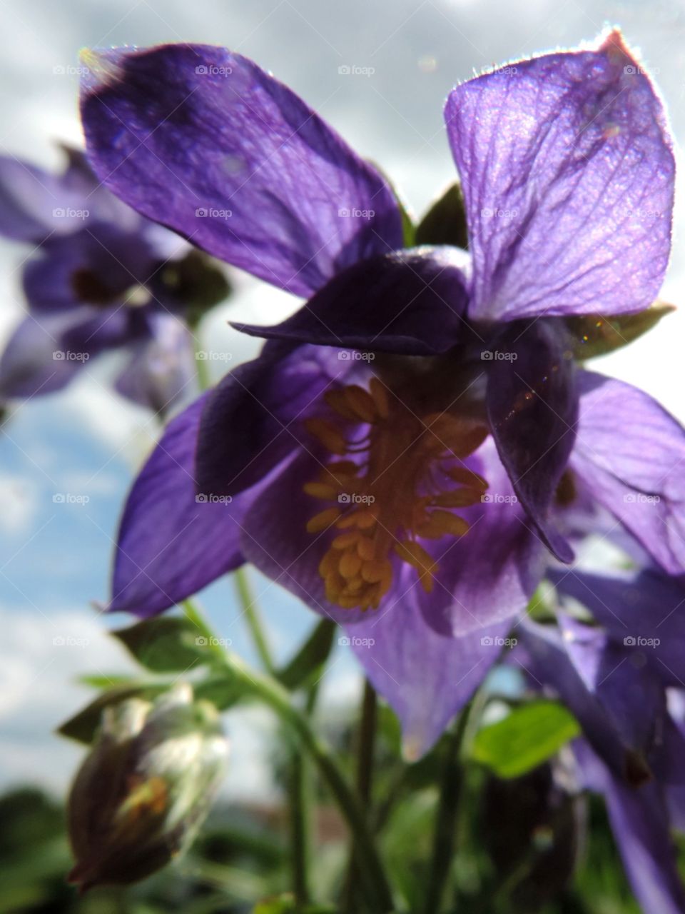 Purple Flower. A lovely bloom by the road.