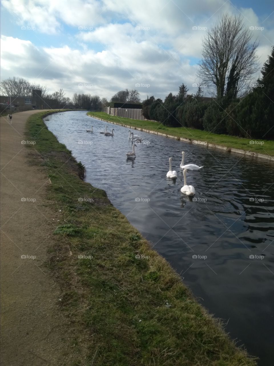 Riverside Swans, The New River, Broxbourne, Hertfordshire