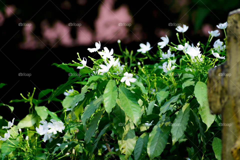 Spring white flower landscape. Romantic elegance Vintage illustration with leaves and flowers of flower tree.
