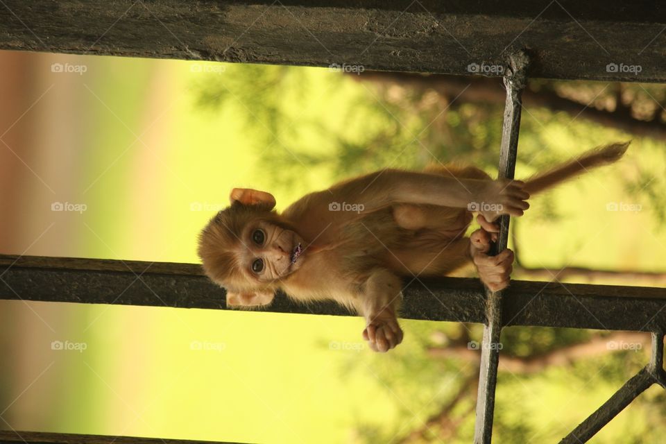 Baby monkey
