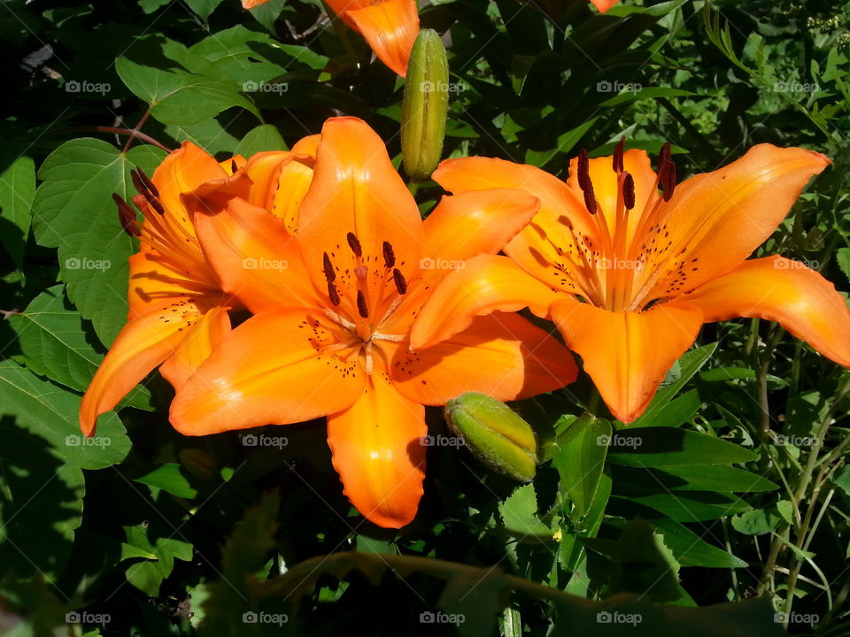 Fire Burst  Lilies. Beautiful surprise in my garden! They radiate the flare of the sun they absorb! So much life!