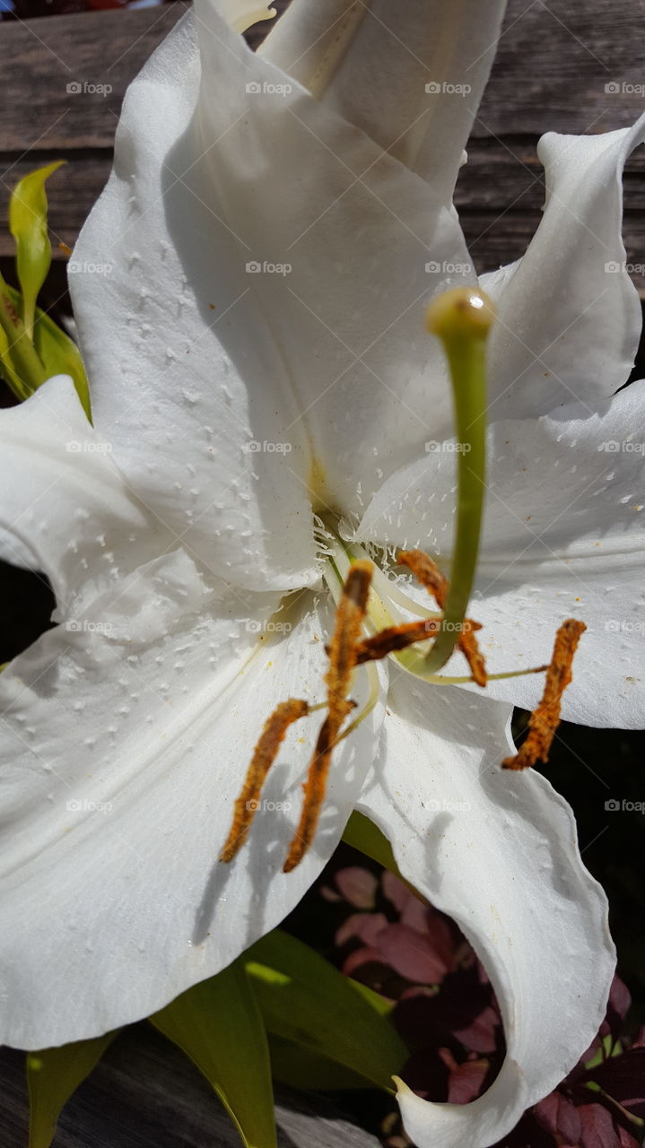 Nature, Flower, No Person, Lily, Leaf