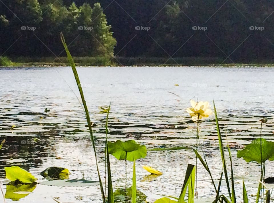 Water flowers 