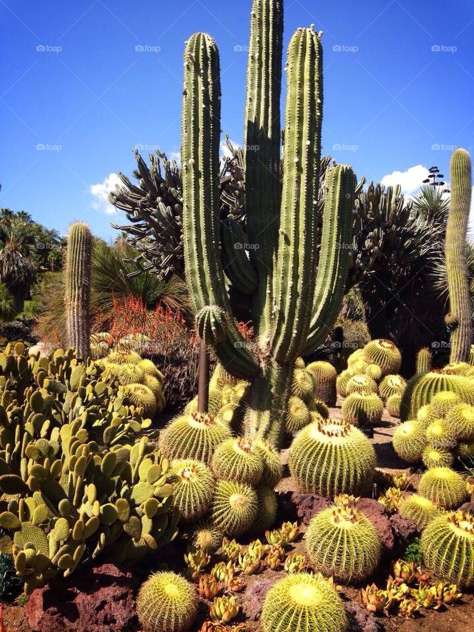 cactus