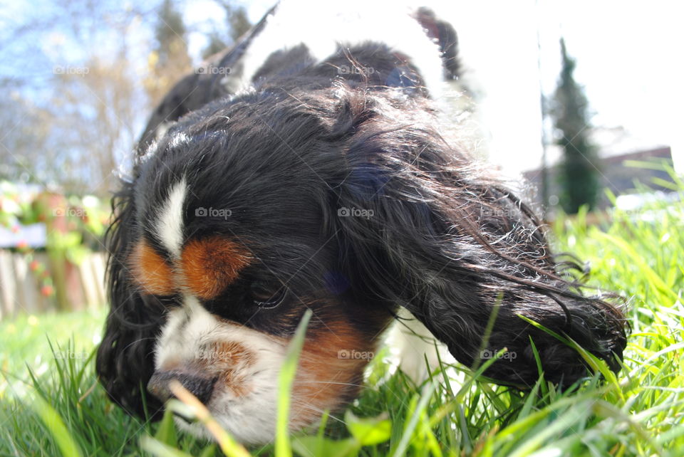 Walter the dog sniffs the grass
