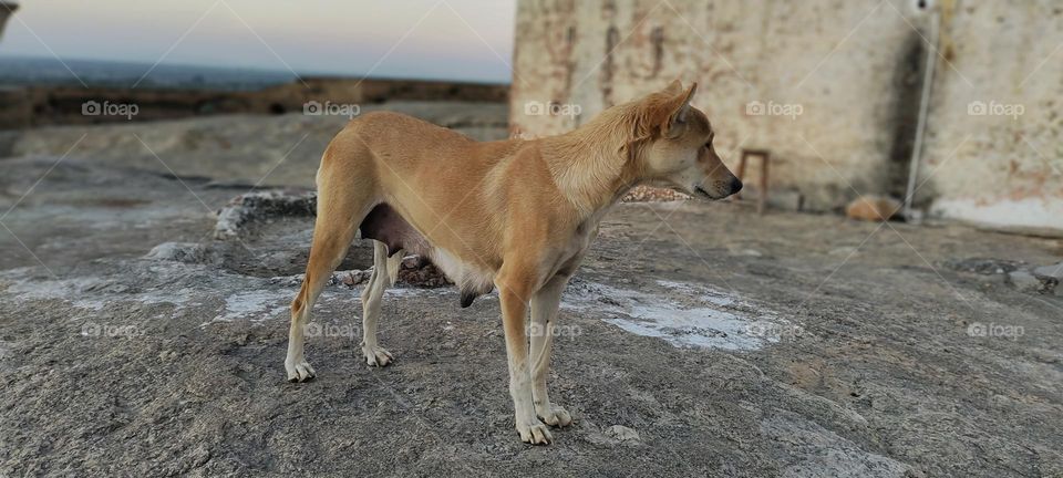 Street Don on mountain