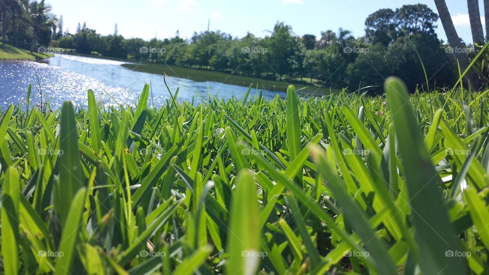 View From a Florida Room