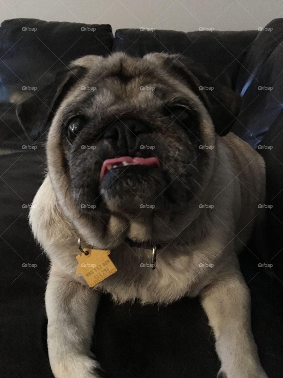 Maggie the Pug