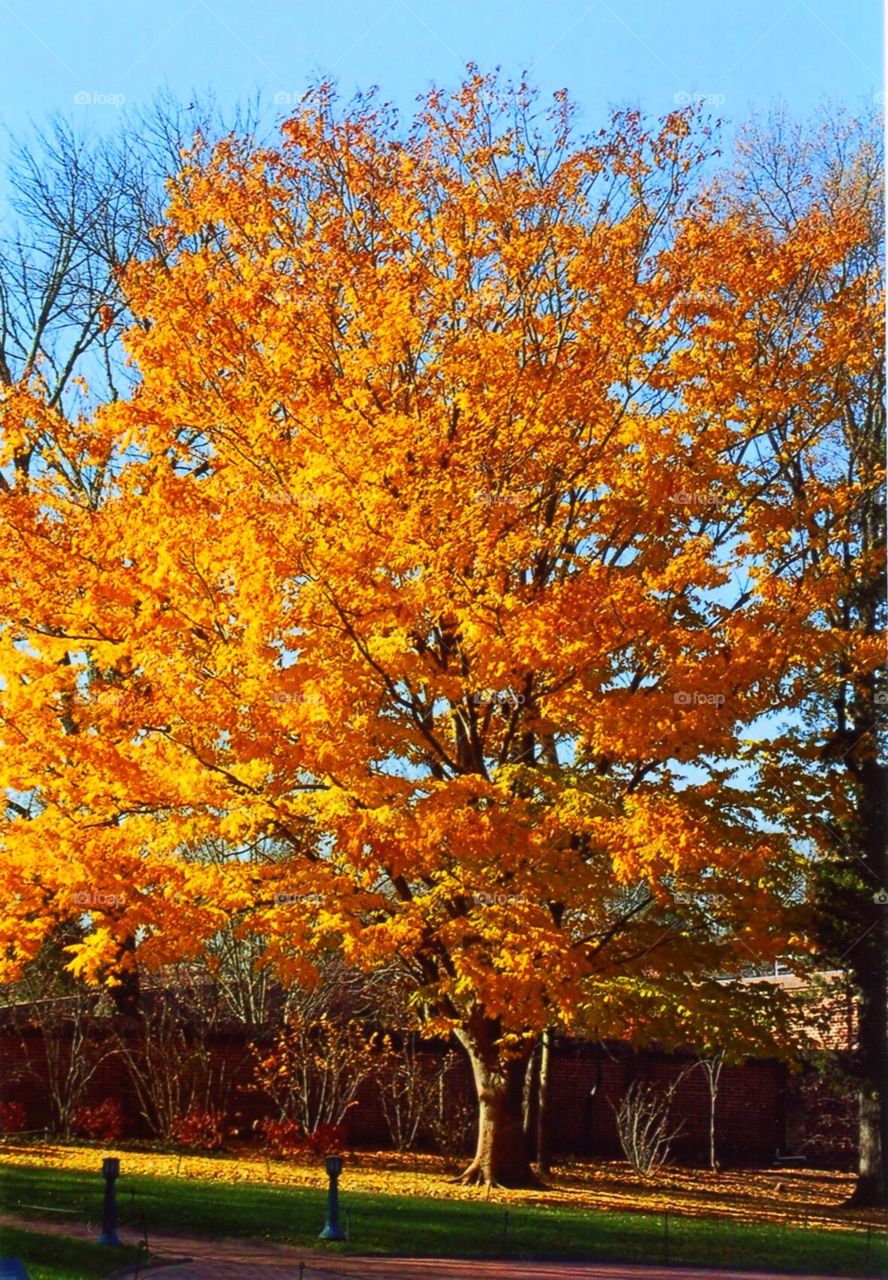 Maple Tree in the Fall with golden leaves