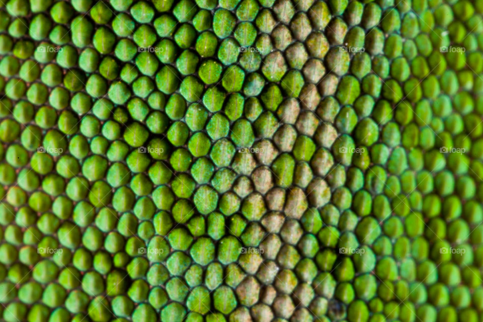 Lizard Scales. This is a macro photograph of some green lizard scales up close.