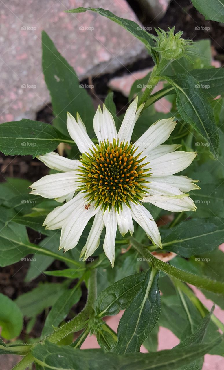 White cone flower