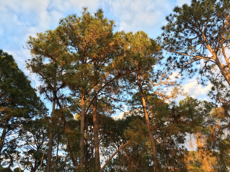 Golden hour in the forest 