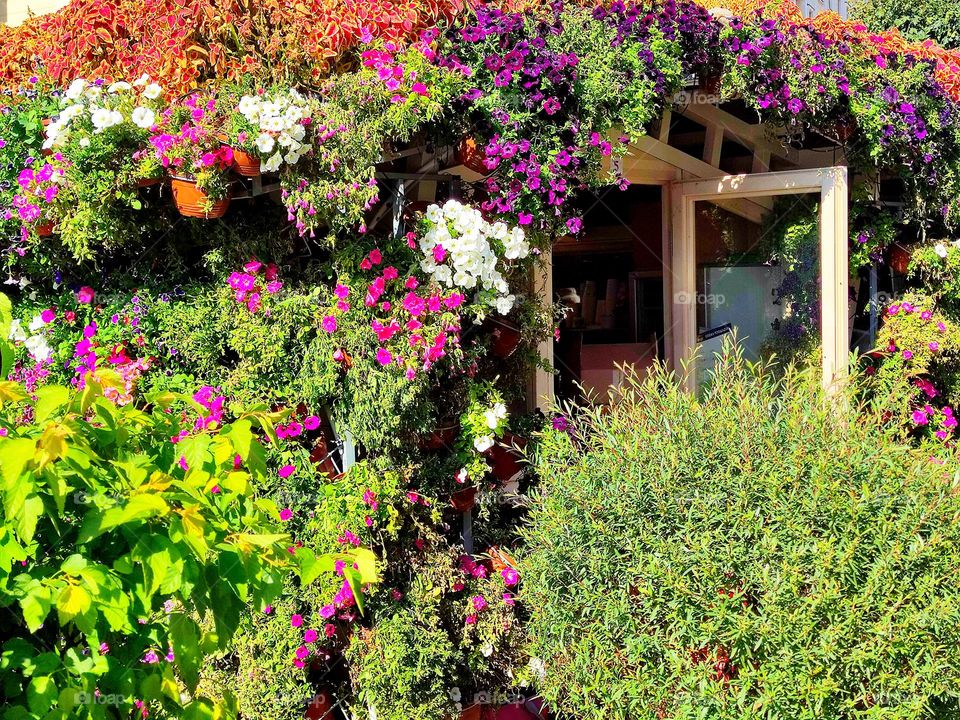 Plants.  The space around the window is overgrown with colorful petunias.  Visible open window