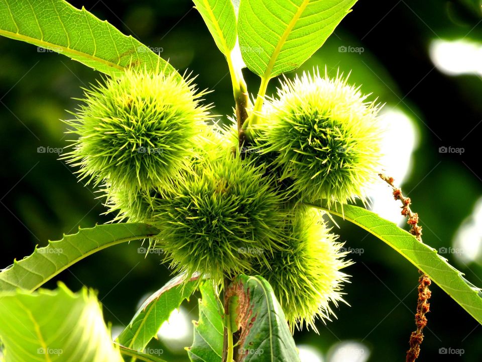 chestnuts